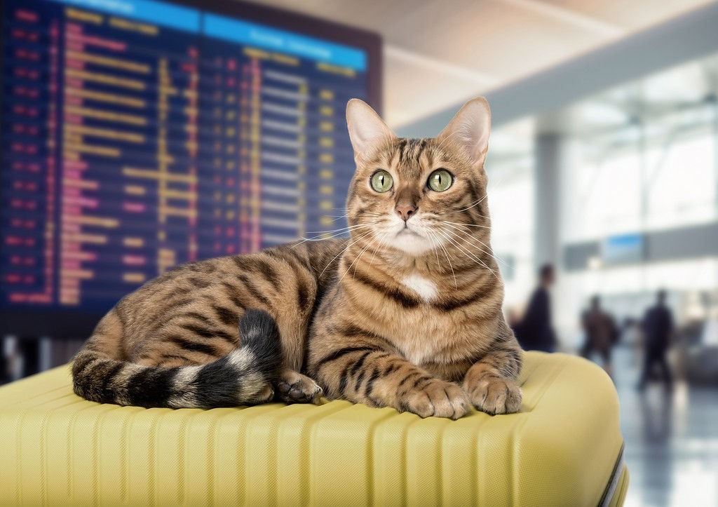 Gatto interrompe il volo allaeroporto di Roma per due giorni